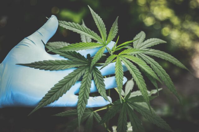 Cannabis plants in grow house, with a latex gloved hand inspects the plant's leaves; Cobb County Drug Possession Lawyer concept image